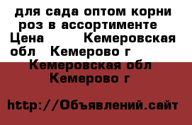 для сада оптом корни роз в ассортименте › Цена ­ 40 - Кемеровская обл., Кемерово г.  »    . Кемеровская обл.,Кемерово г.